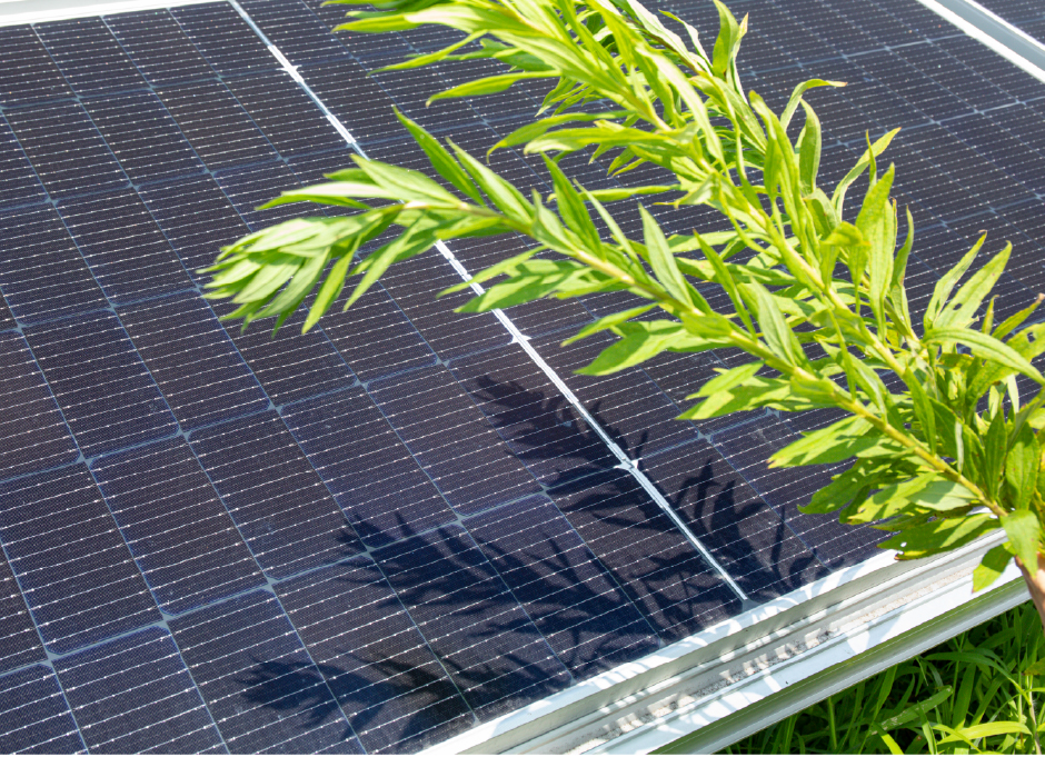 雑草が太陽光パネルを覆う写真